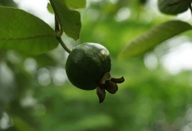 Guava 1